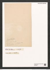 Fragilaria lancettula Schum. (de-Toni-Nr.: Genus 73, Species 2732) Zeichnungen Sammlung Grunow (NHMW-BOT-W0374052)